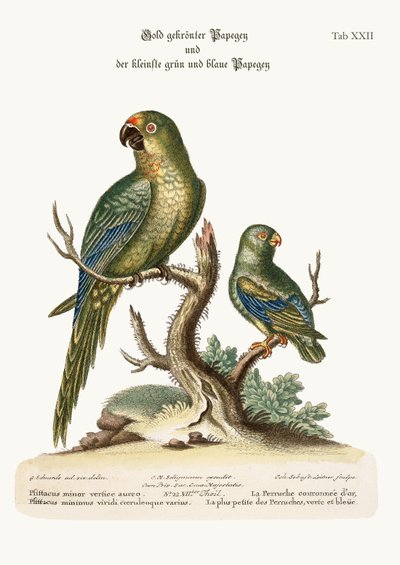 The Golden-crowned Parrakeet and the least Green and Blue Parrakeet by George Edwards